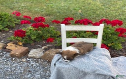 Chihuahua dogs for sale: Seraphina - Image 10