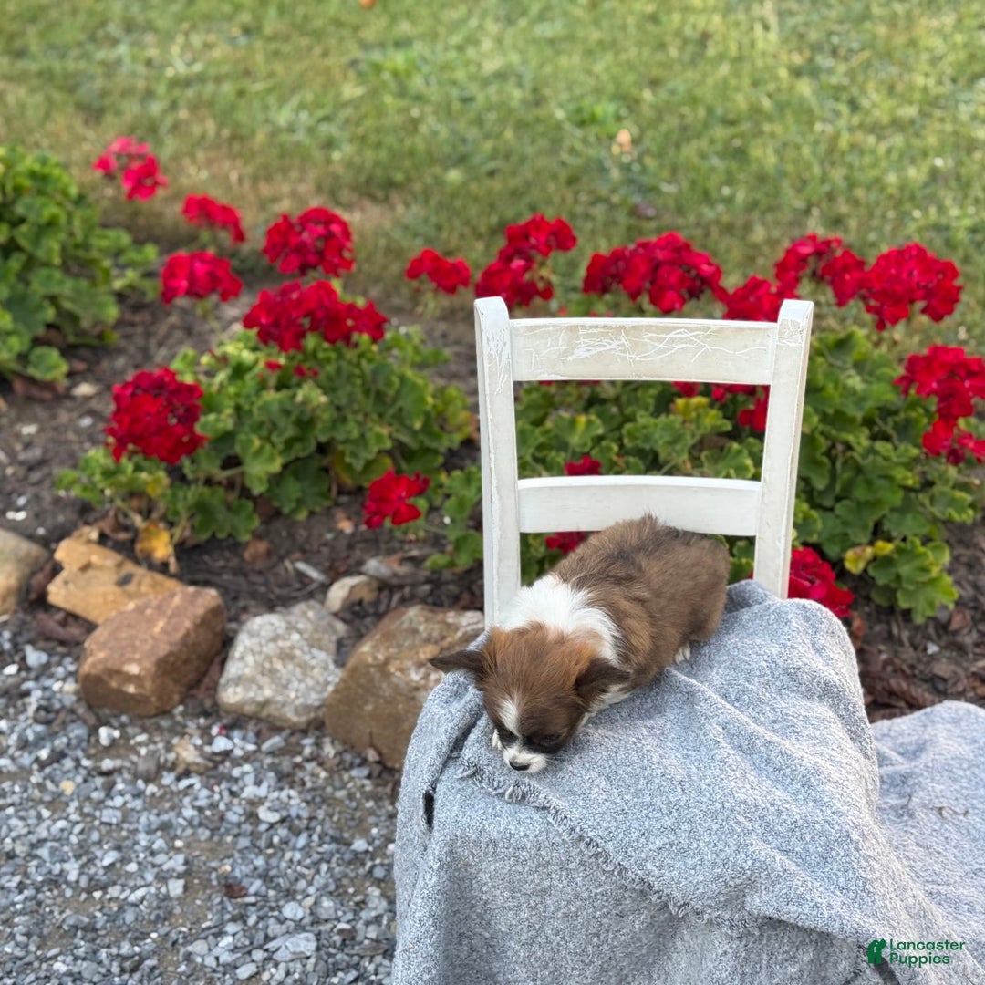 Chihuahua dogs for sale: Seraphina - Image 10