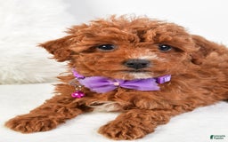 Cavapoo dogs for sale: Glory - Image 1