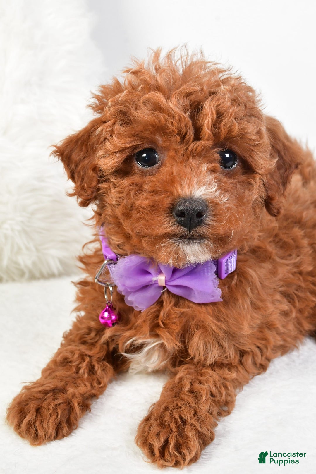 Cavapoo dogs for sale: Glory - Image 1