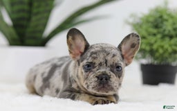 French Bulldog dogs for sale: French Bulldog 5 puppies - Image 20