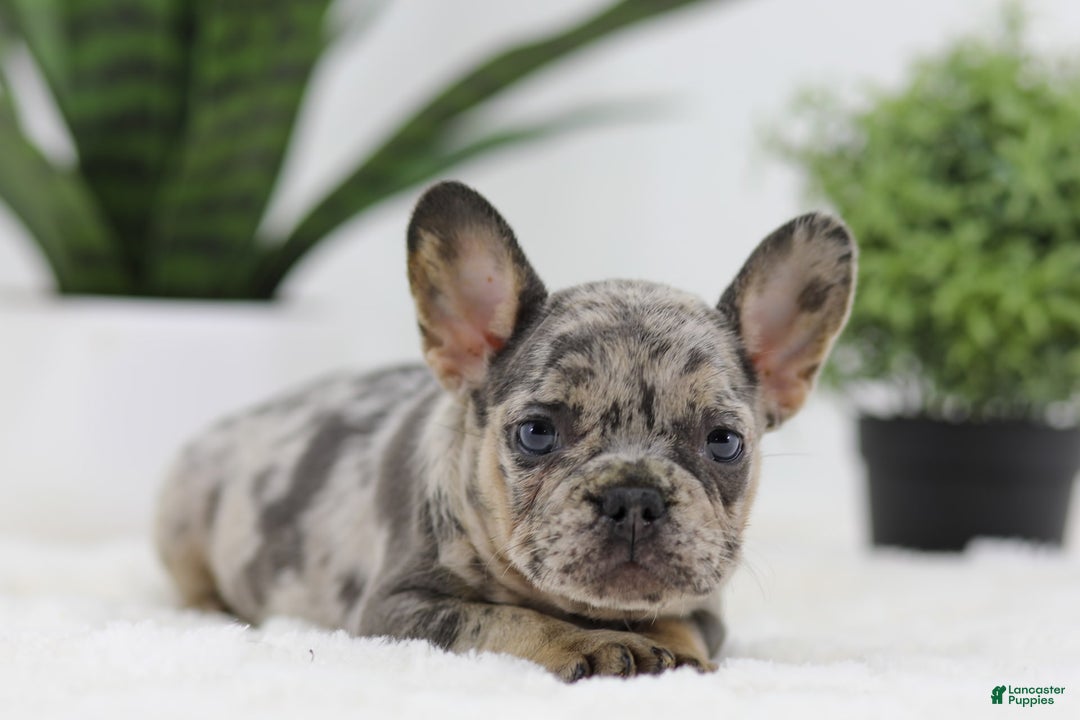 French Bulldog dogs for sale: French Bulldog 5 puppies - Image 20