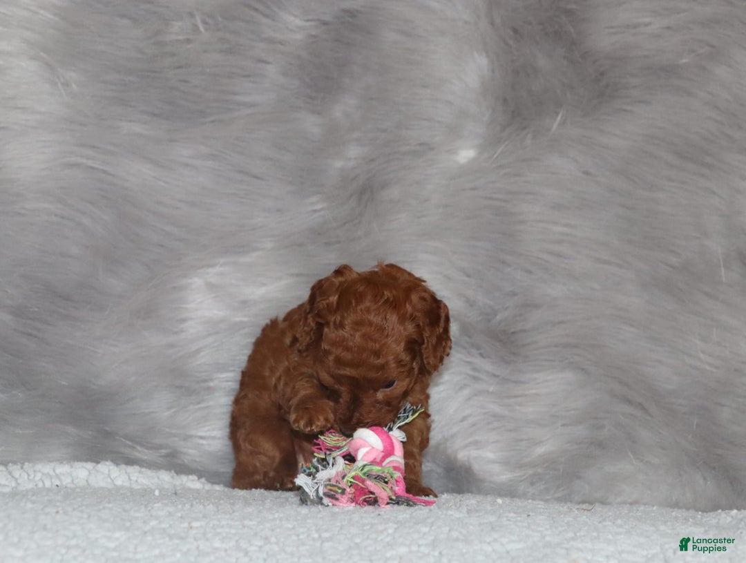 Mini Goldendoodle dogs for sale: Cami - Image 17