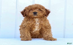 Miniature Poodle dogs for sale: Pierre - Image 6