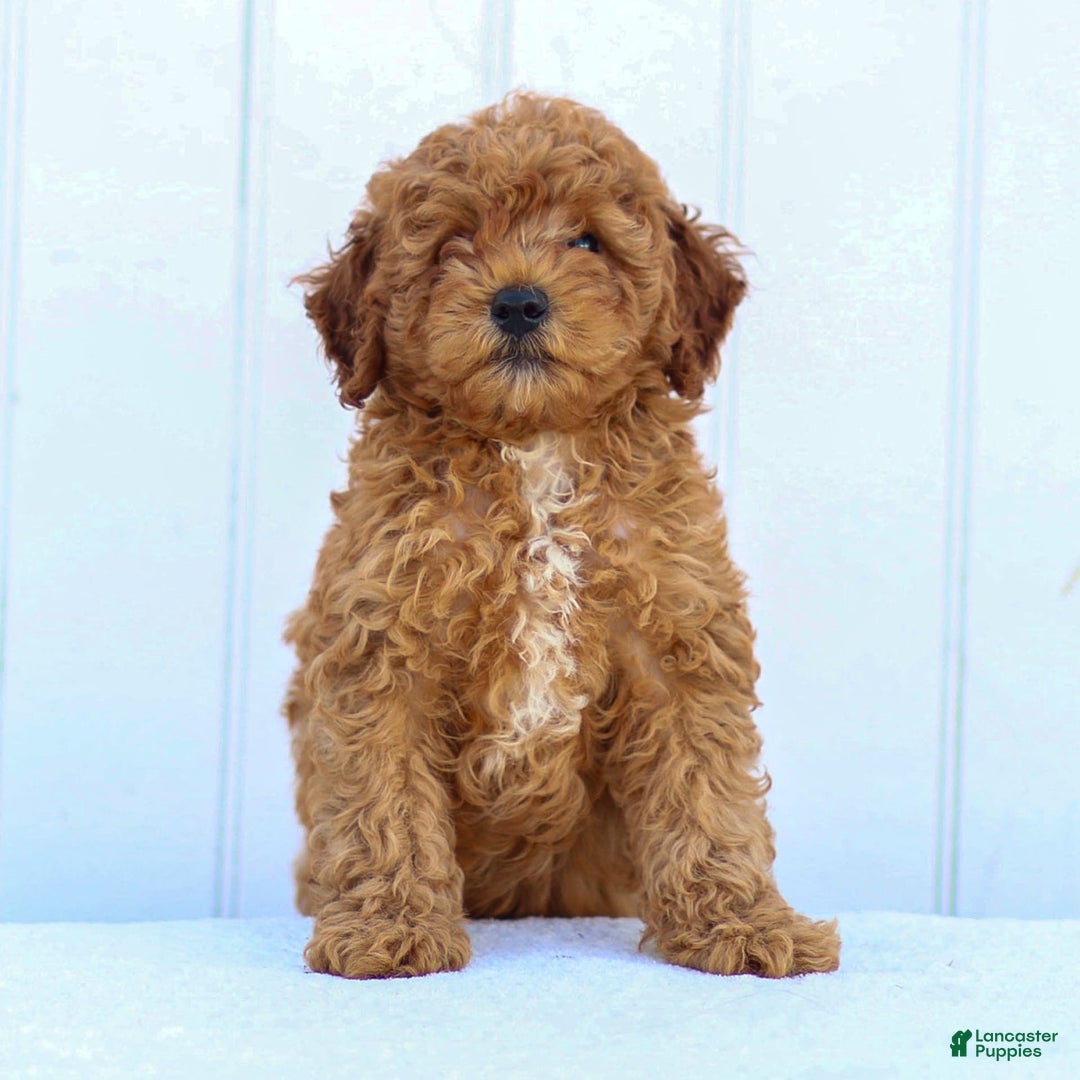 Miniature Poodle dogs for sale: Pierre - Image 6