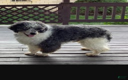 Mini Bernedoodle dogs for sale: Mia - Image 29