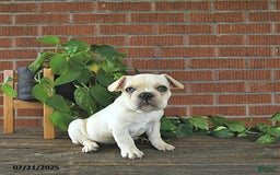 French Bulldog dogs for sale: Lilac - Image 15