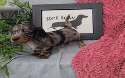 Miniature Dachshund dogs for sale: Jones - Image 2