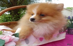 Pomeranian dogs for sale: Sampson - Image 1