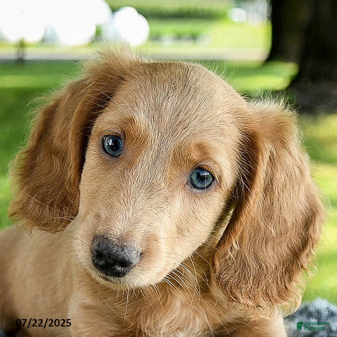 Miniature Dachshund dogs for sale: Fuzzie - Image 9