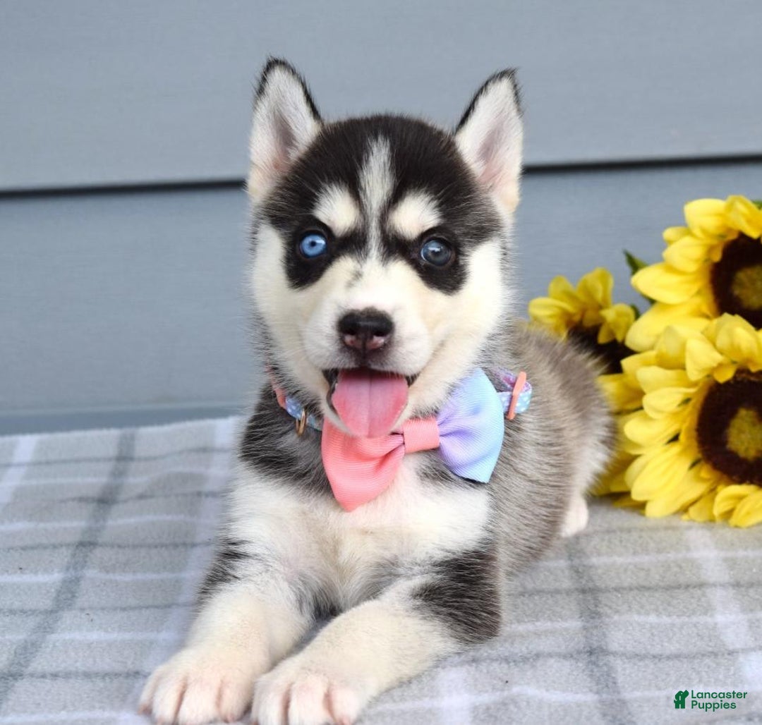 Siberian Husky dogs for sale: Cassandra - Image 2