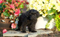 Yorkiepoo dogs for sale: Patrick - Image 4