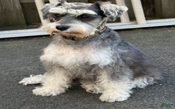 Miniature Schnauzer dogs for sale: Missy - Image 8
