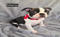 Boston Terrier dogs for sale: Mario - Image 2