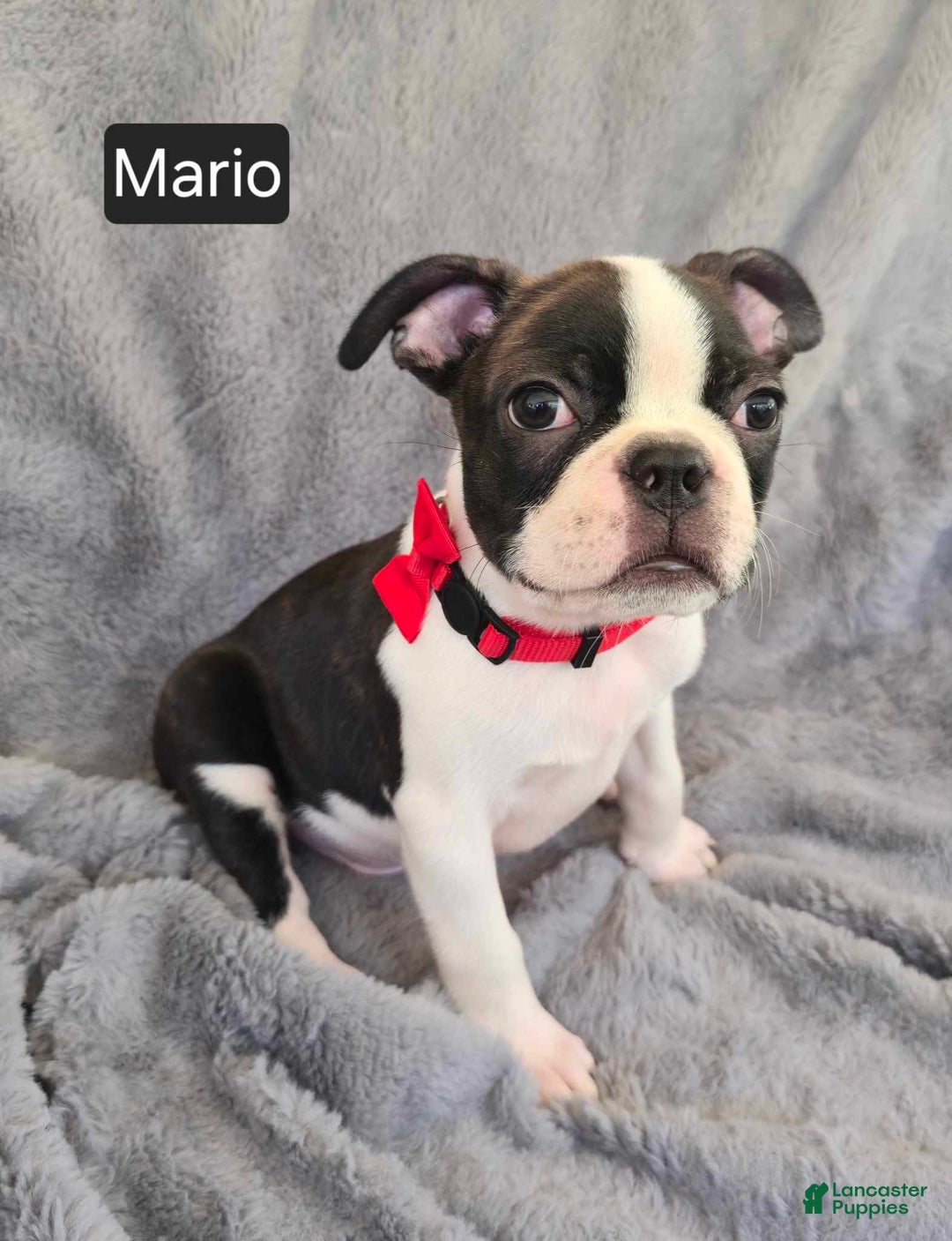 Boston Terrier dogs for sale: Mario - Image 2