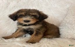 Bernedoodle dogs for sale: Blueberry Blitz - Image 3