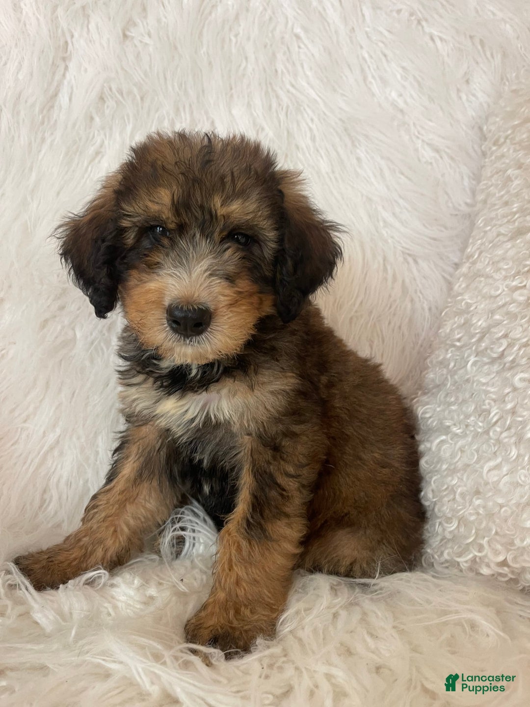 Bernedoodle dogs for sale: Blueberry Blitz - Image 3