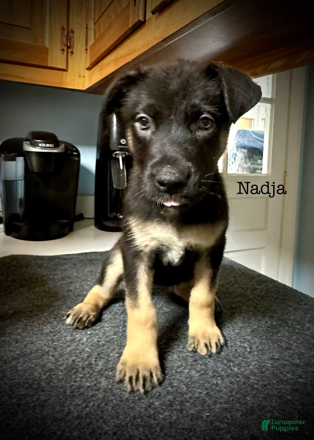 Belgian Malinois dogs for sale: Nadja - Image 1