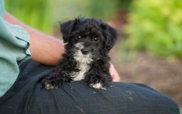 Yorkiepoo dogs for sale: Peter - Image 5