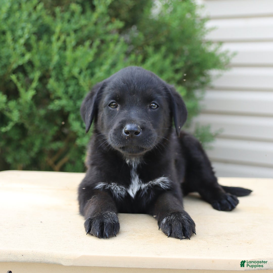 Labrador Retriever dogs for sale: Labrador Retriever 8 puppies - Image 11