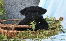 Havapoo dogs for sale: Brittany - Image 8
