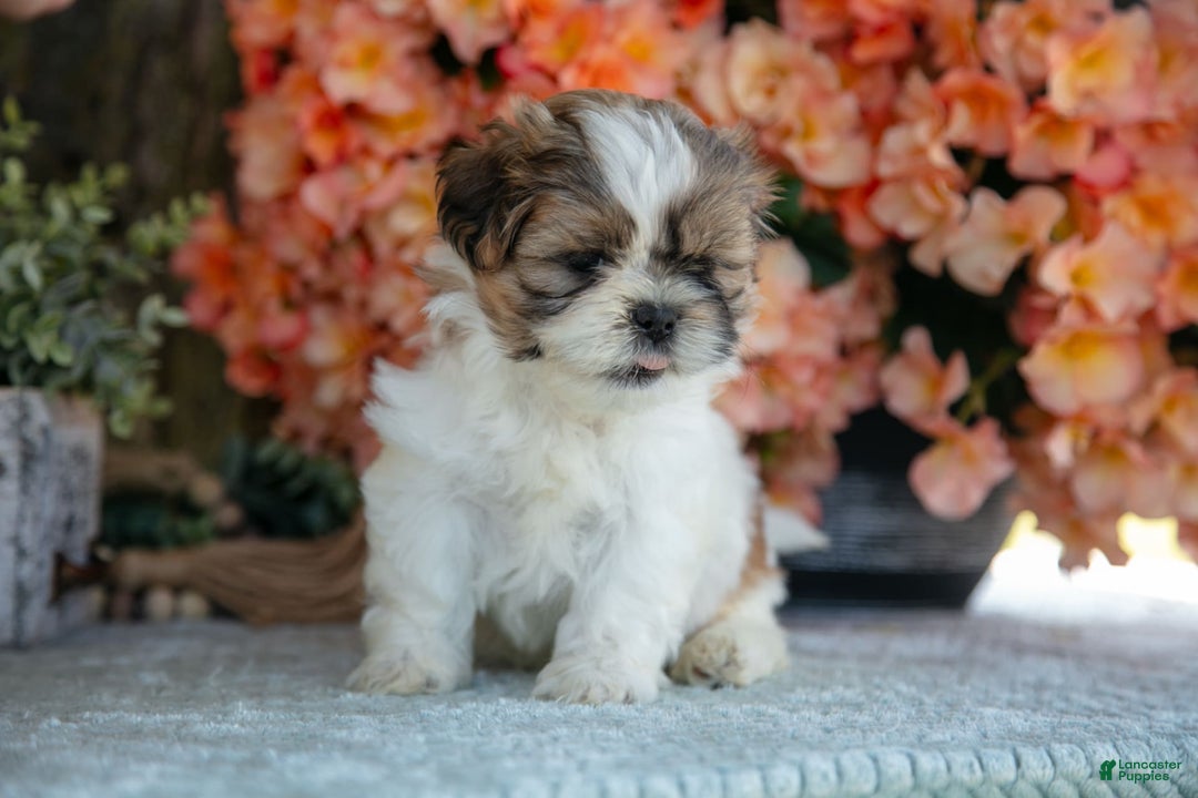 Shih Tzu dogs for sale: Diamond - Image 2