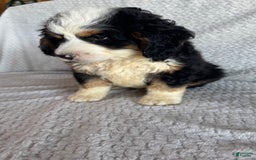 Mini Bernedoodle dogs for sale: Marshall - Image 8