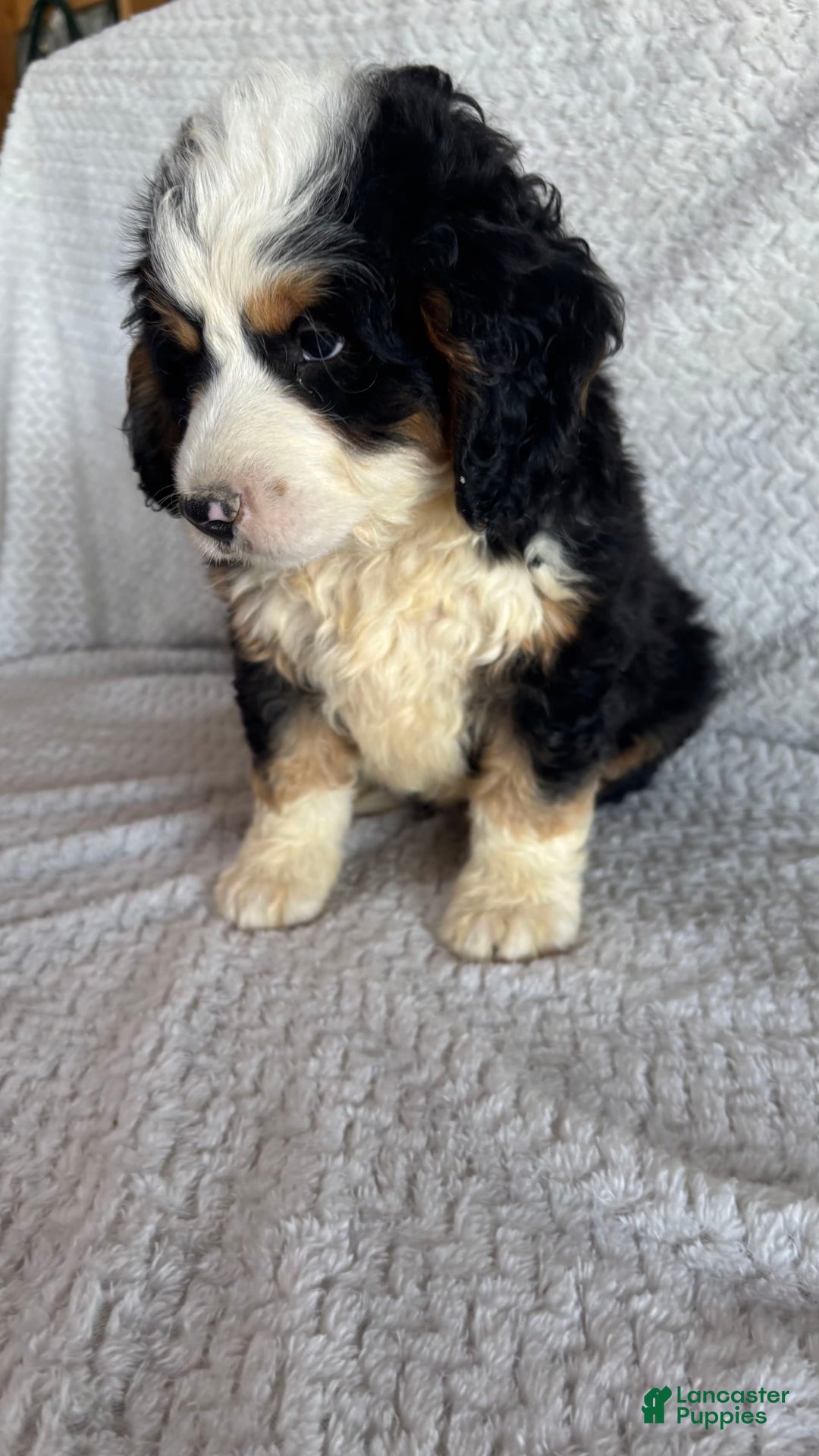 Mini Bernedoodle dogs for sale: Marshall - Image 8