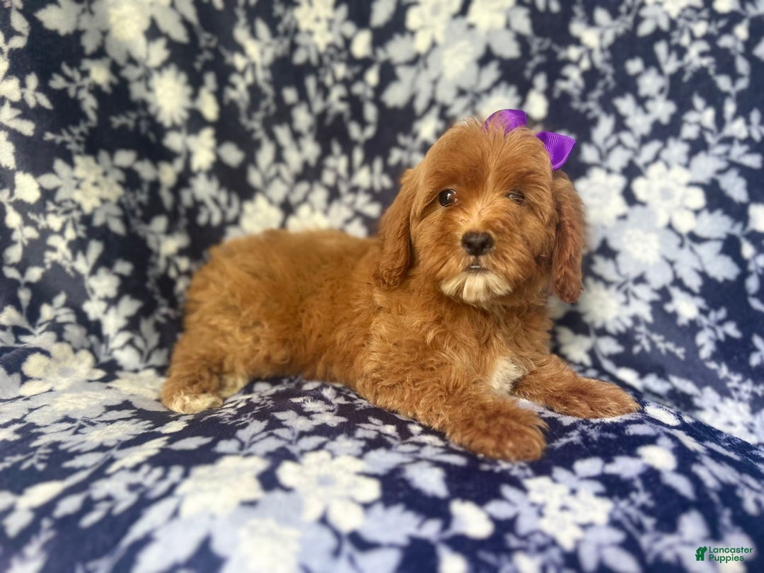 Cockapoo dogs for sale: Sky - Image 5