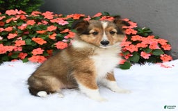 Shetland Sheepdog dogs for sale: Tommy - Image 5