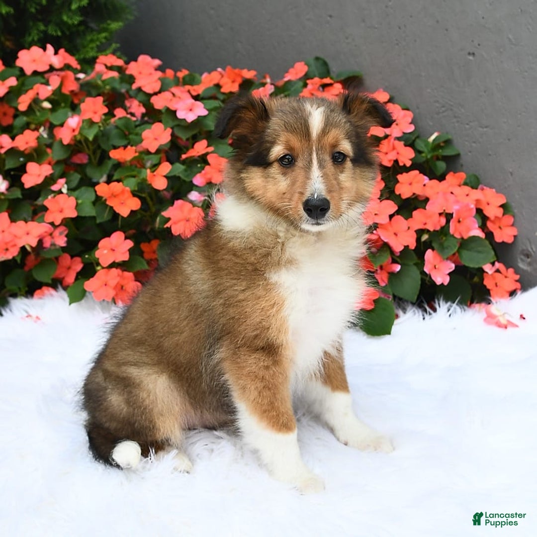 Shetland Sheepdog dogs for sale: Tommy - Image 5
