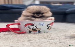 Pomeranian dogs for sale: Mila - Image 8