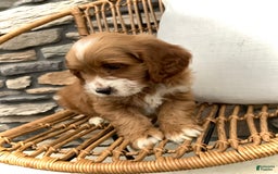 Cockapoo dogs for sale: Jake - Image 7