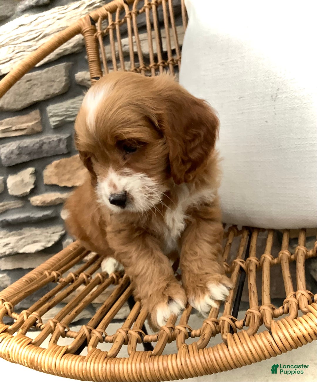Cockapoo dogs for sale: Jake - Image 7