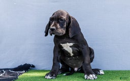 Great Dane dogs for sale: Jasper - Image 8