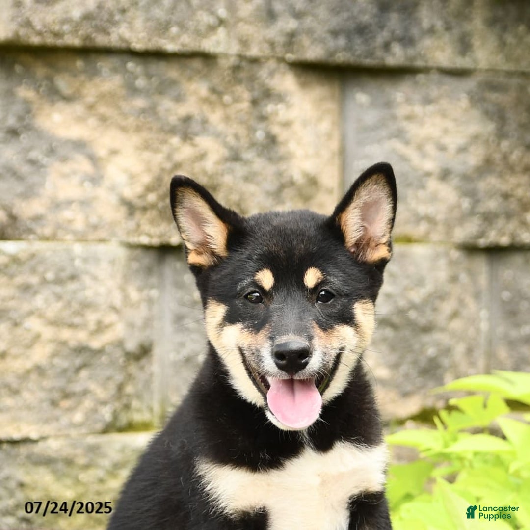 Shiba Inu dogs for sale: Unique - Image 6