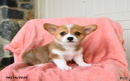 Welsh Corgi Pembroke dogs for sale: Valentino AKC - Image 5