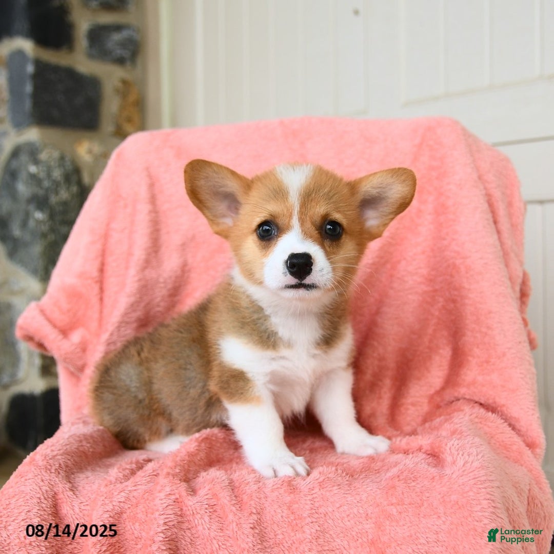 Welsh Corgi Pembroke dogs for sale: Valentino AKC - Image 5