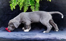 Great Dane dogs for sale: Molly - Image 18