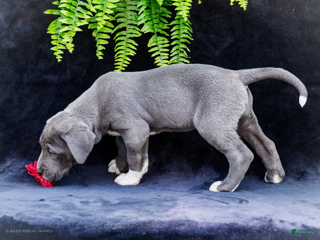 Great Dane dogs for sale: Molly - Image 18