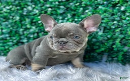 French Bulldog dogs for sale: Izzy - Image 7