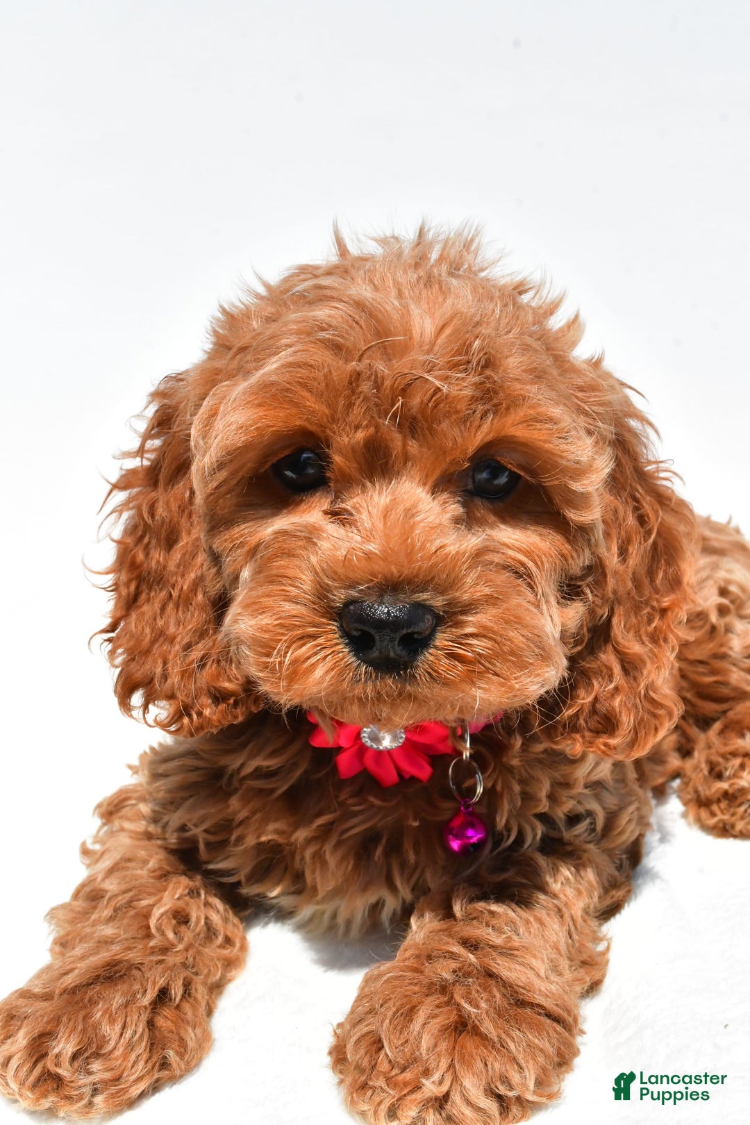 Cockapoo dogs for sale: Lilly - Image 3