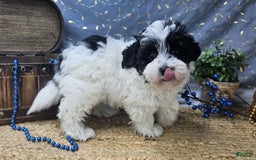Aussiedoodle dogs for sale: Toby - Image 1