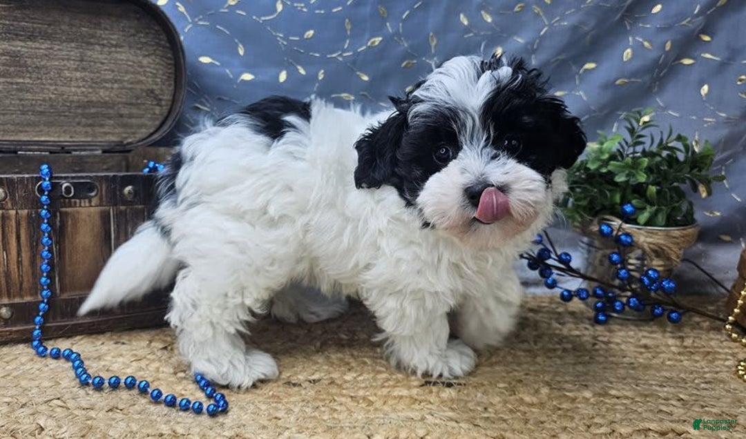 Aussiedoodle dogs for sale: Toby - Image 1