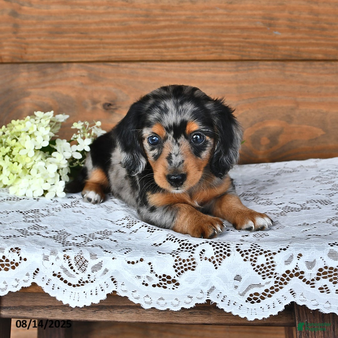 Miniature Dachshund dogs for sale: Dora - Image 5