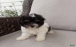 Havapoo dogs for sale: Tony - Image 3