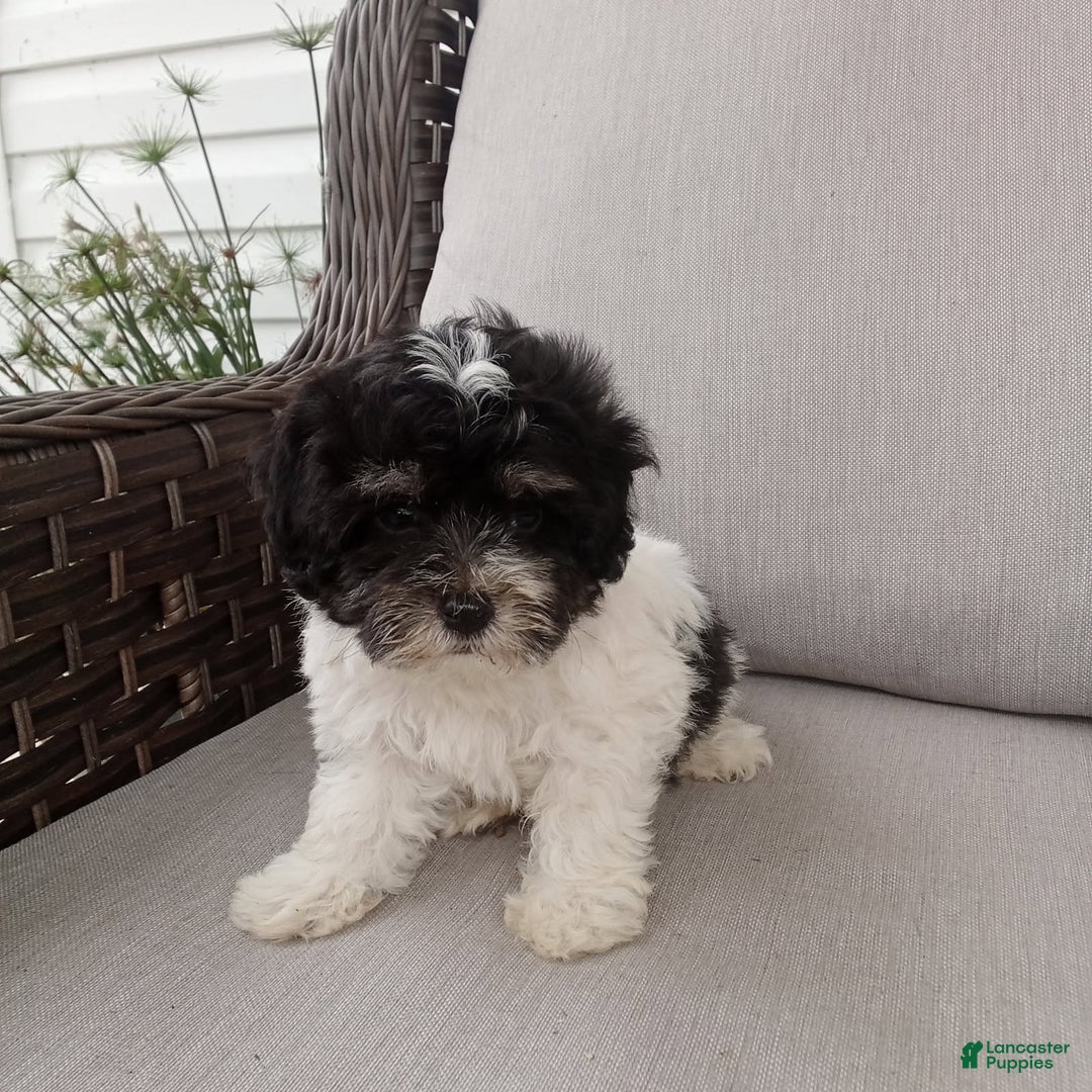 Havapoo dogs for sale: Tony - Image 3