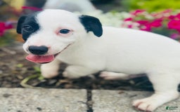 Jack Russell Terrier dogs for sale: Landon - Image 8