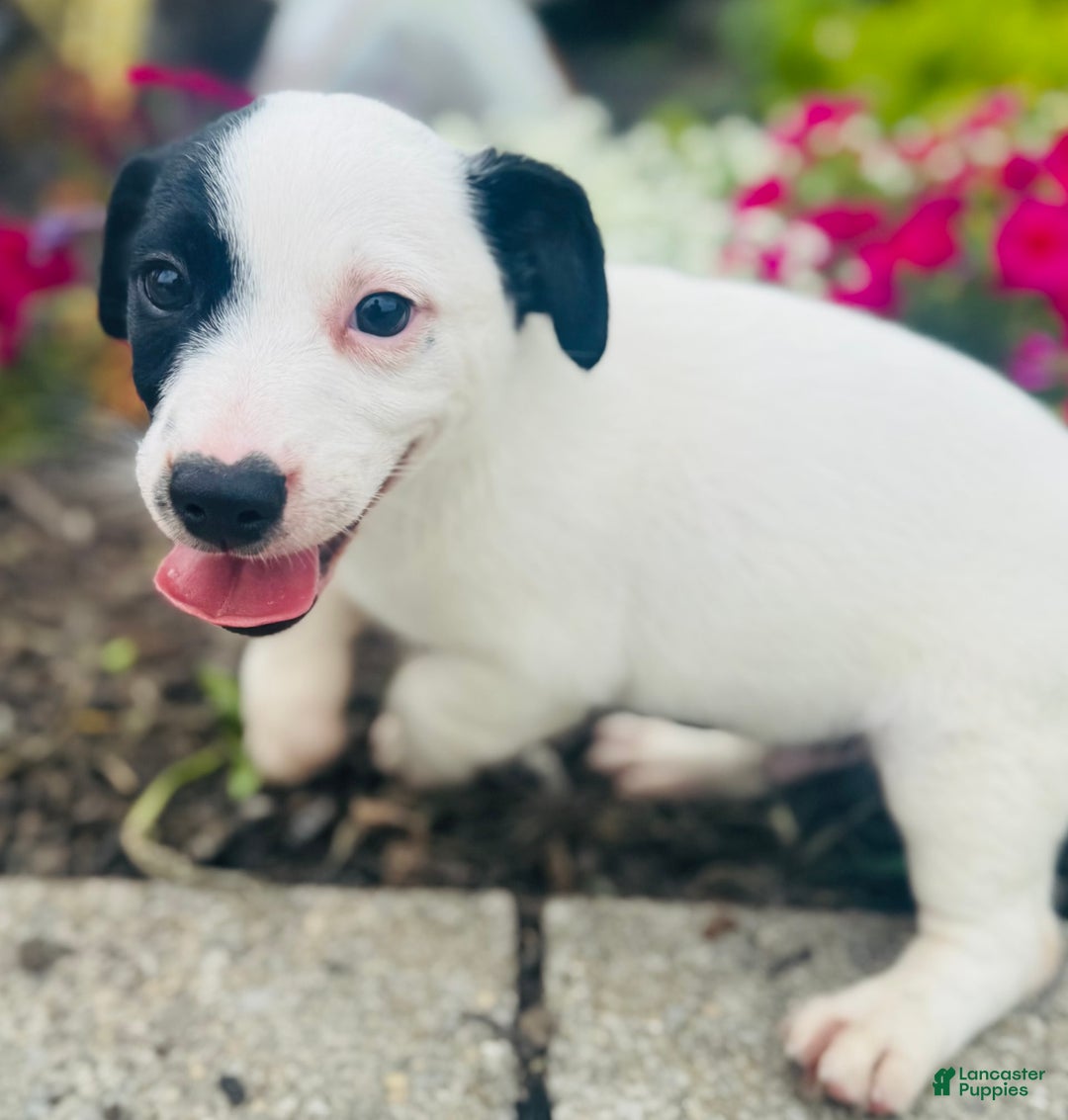 Jack Russell Terrier dogs for sale: Landon - Image 8