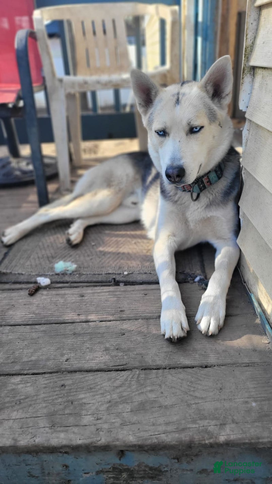 Gerberian Shepsky dogs for sale: Fawn - Image 6